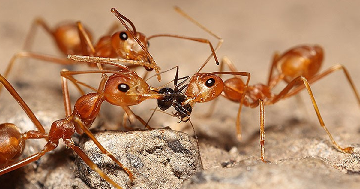 Ant Control in Juhu